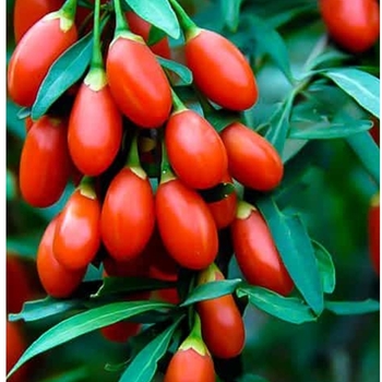 Lycium barbarum 'Firecracker' 