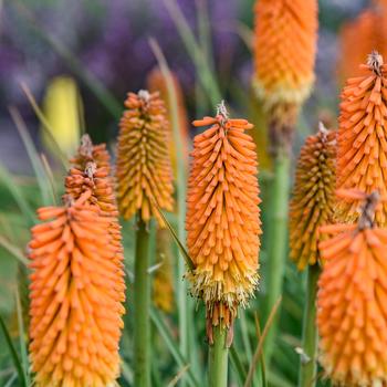 Kniphofia 'Mango Mimosa' PPAF