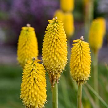Kniphofia 'Citrus Sunrise' PPAF