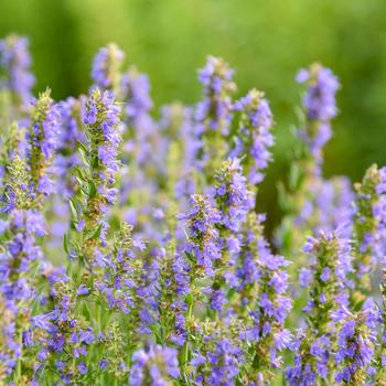 Hyssopus officinales 'Nectar Ninja'