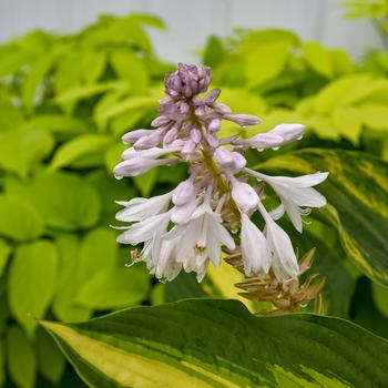 Hosta 'Affair to Remember' (325471)