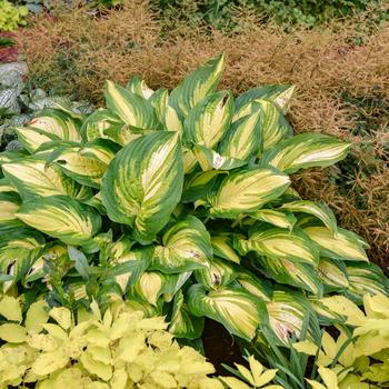 Hosta 'Affair to Remember' (325472)