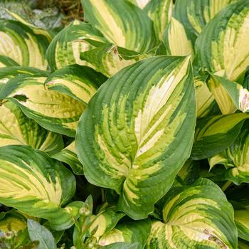 Hosta 'Affair to Remember' 