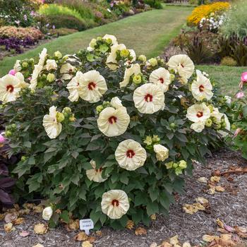 Hibiscus Summerific® 'Coconut Cream' (325474)