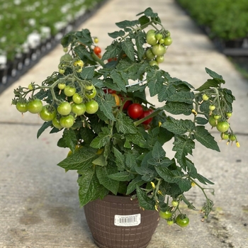 Solanum lycopersicon 'Tumbler' 