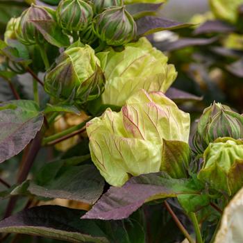 Hibiscus 'Coconut Cream' PPAF