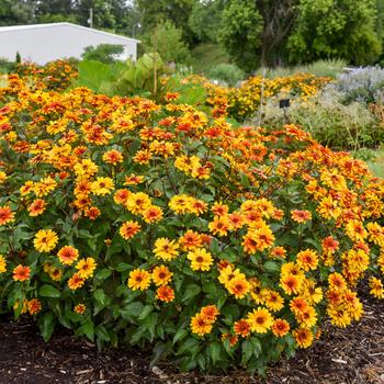 Heliopsis helianthoides 'Forged in Fire'