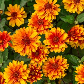 Heliopsis helianthoides 'Forged in Fire' (325485)