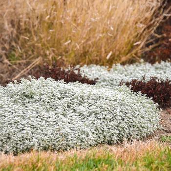 Cerastium tomentosum 'Cloud Cover' (325486)