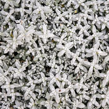 Cerastium tomentosum 'Cloud Cover' (325487)