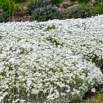 Cerastium tomentosum 'Cloud Cover' (325489)