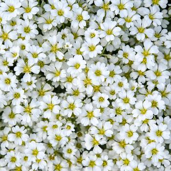 Cerastium tomentosum 'Cloud Cover'