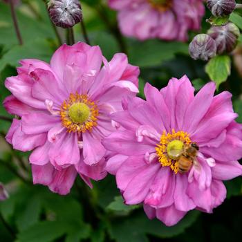 Anemone Fall in Love&reg; 'Sweetly' (325493)