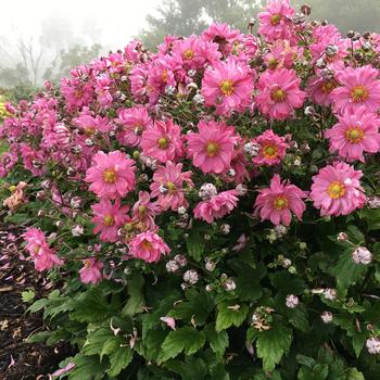 Anemone Fall in Love&reg; 'Sweetly' (325495)