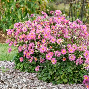 Anemone 'Sweetly' PPAF
