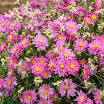 Anemone Fall in Love&reg; 'Sweetly' (325497)