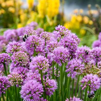 Allium 'All the Buzz' (325498)