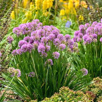 Allium 'All the Buzz' PP37117