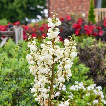 Yucca 'Dragon Slayer' PPAF, Can PBRAF