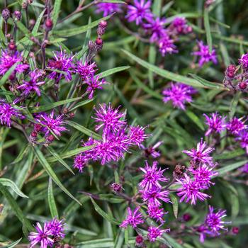 Vernonia 'Prairie Princess' 