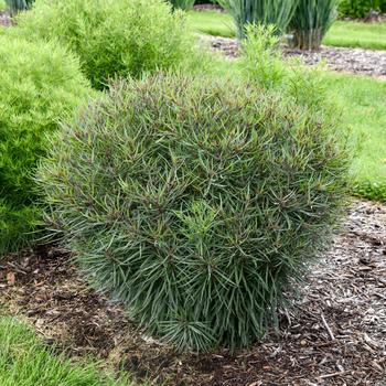 Vernonia 'Prairie Princess' (325502)