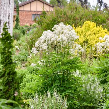 Thalictrum 'Cotton Ball' (325503)