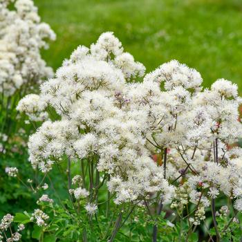 Thalictrum 'Cotton Ball'