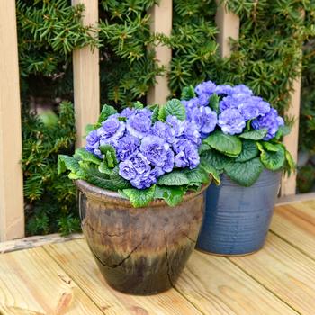 Primula vulgaris Bouquet Perfect™ 'Watercolor Blue' (325505)