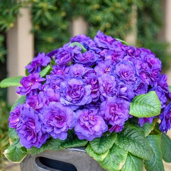 Primula vulgaris Bouquet Perfect™ 'Violetta' (325506)