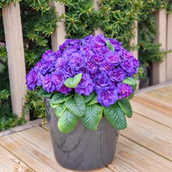 Primula vulgaris Bouquet Perfect&trade; 'Violetta'