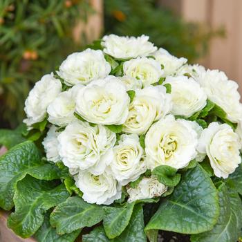 Primula vulgaris Bouquet Perfect&trade; 'Spearmint'