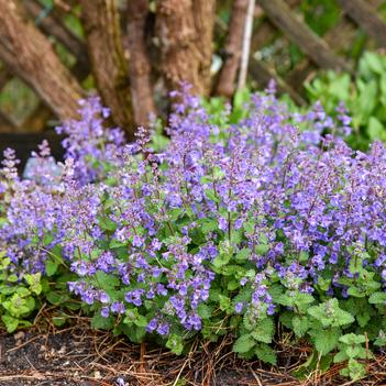 Nepeta 'Catwalk Queen' 