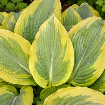 Hosta Shadowland&reg; 'Chance Encounter' (325512)