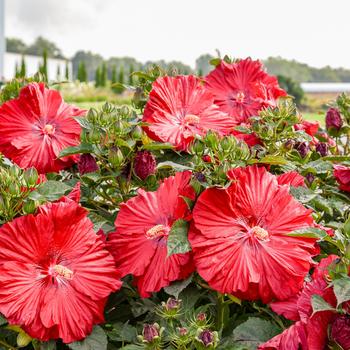 Hibiscus Summerific® 'Garnet Globes' (325513)