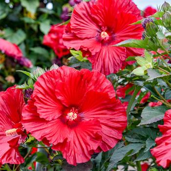 Hibiscus 'Garnet Globes' PPAF, Can PBRAF