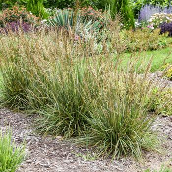 Festuca arundinacea 'Perfect Edging' 