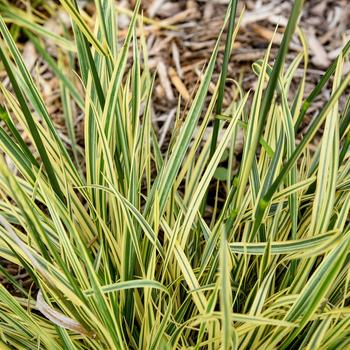 Festuca arundinacea 'Perfect Edging' (325517)