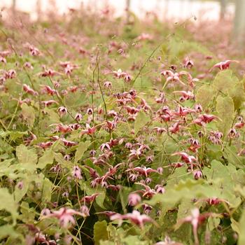 Epimedium 'Hugs and Kisses' (325518)