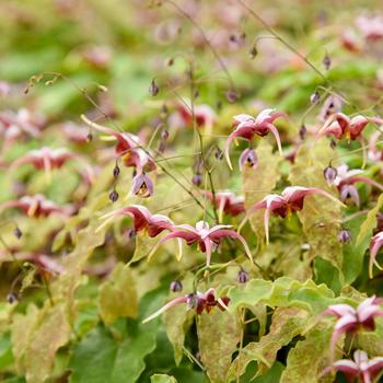 Epimedium 'Hugs and Kisses'