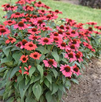 Echinacea 'Knock 'em Red' PPAF, Can PBRAF