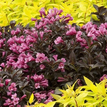 Weigela florida 'WFMOBLA' PP27661