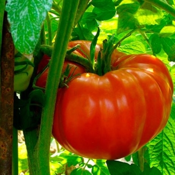 Solanum lycopersicum 'Beefsteak' 
