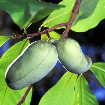 Asimina triloba 'Mango' 