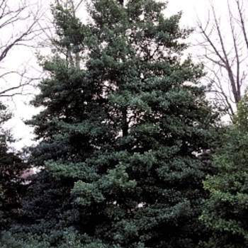 Ilex opaca 'Jersey Knight' 