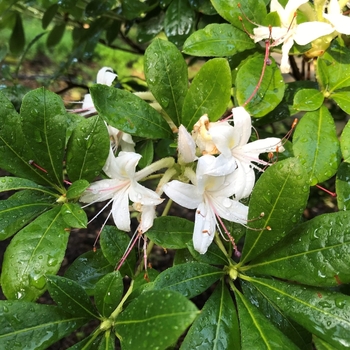Rhododendron viscosum 'Summer Eyelet' 