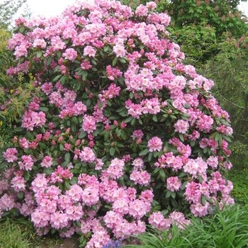 Rhododendron maximum 'Roseum' 