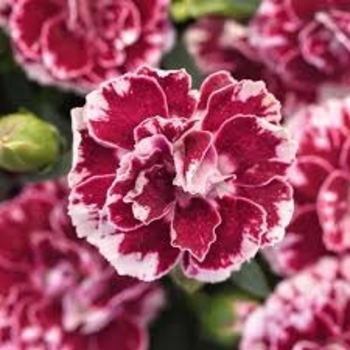 Dianthus 'Sangria Splash' PP21781