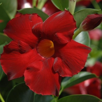 Dipladenia 'Scarlet' 
