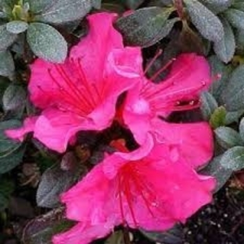 Rhododendron 'Girard's National Beauty' 