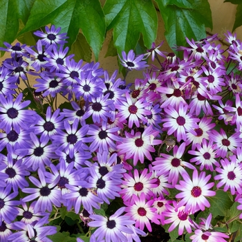 Pericallis 'Multiple Varieties' 